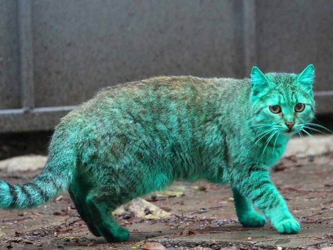 grön katt1