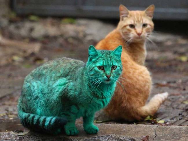 grön katt3