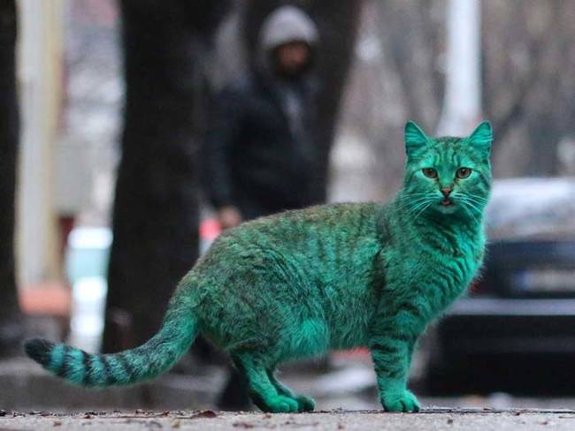 grön katt4