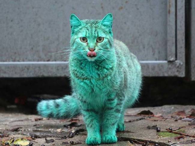grön katt5