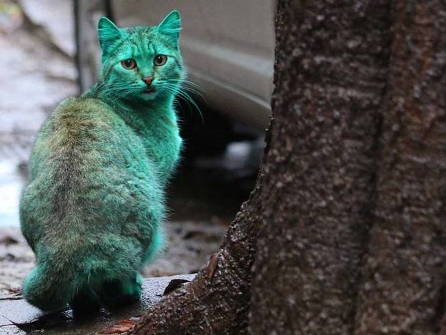 grön katt6