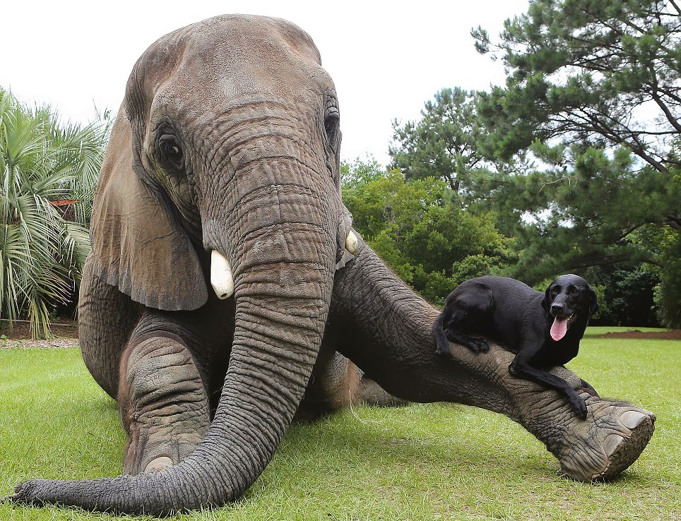 hund och elefant1