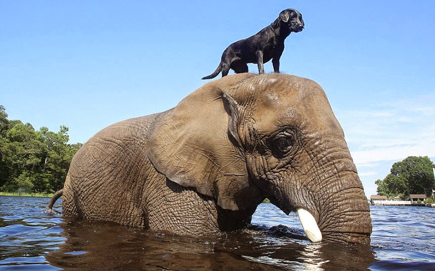 hund och elefant2