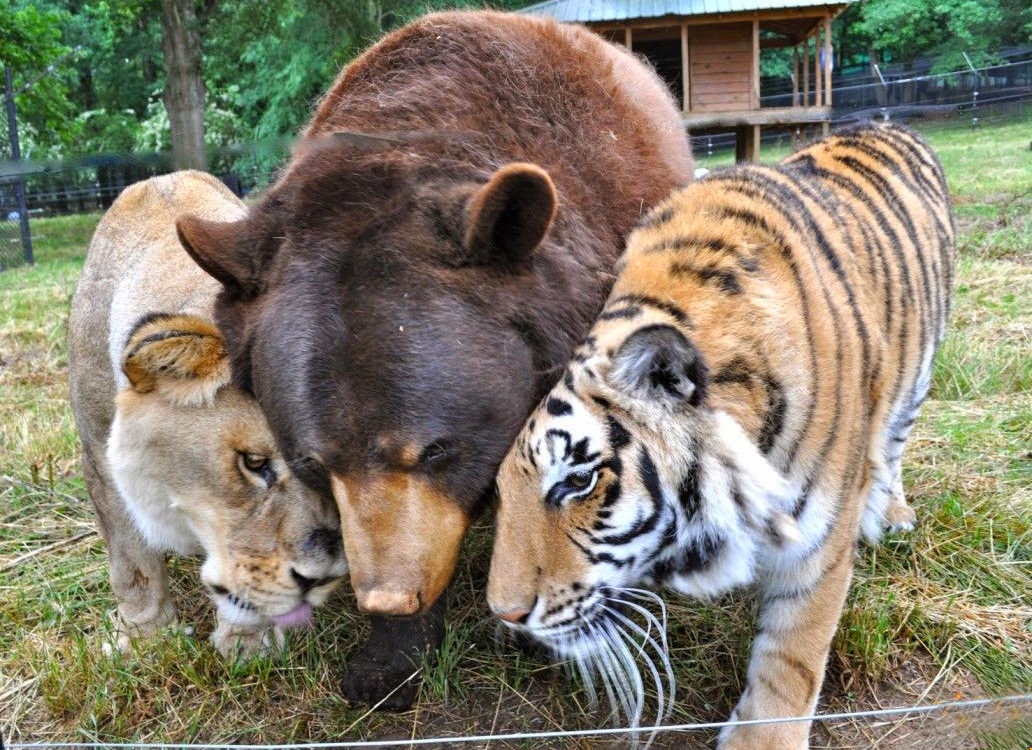 tiger,lejon,björn1