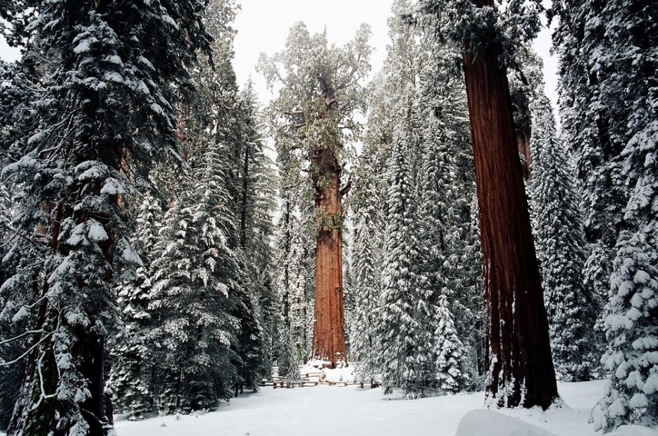 Sequoia-Natl-Park-Barry-Klein-934x